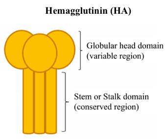 Hemagglutinin Structure