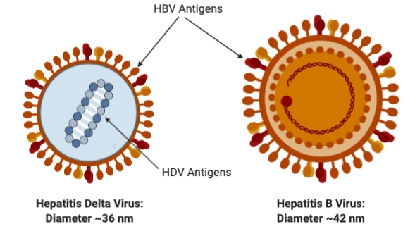 HDV and HBV