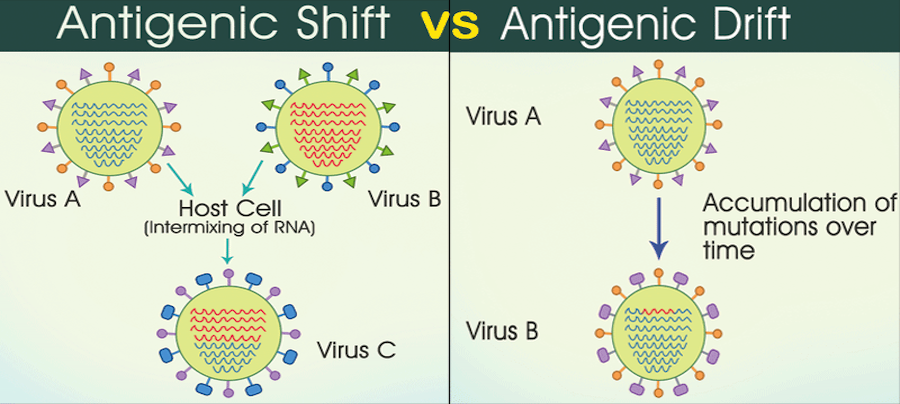Antigenic Drift and Shift