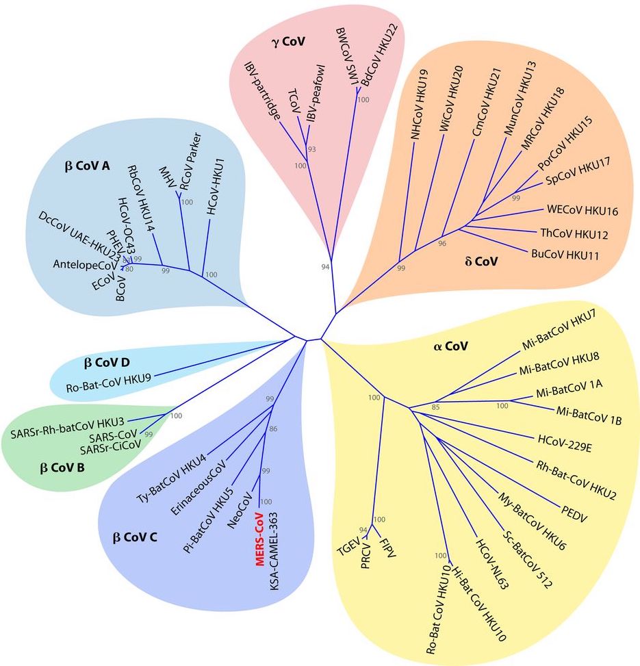 Phylogenetic Tree of Coronaviruses