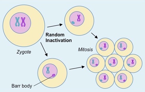 X Inactivation in Females