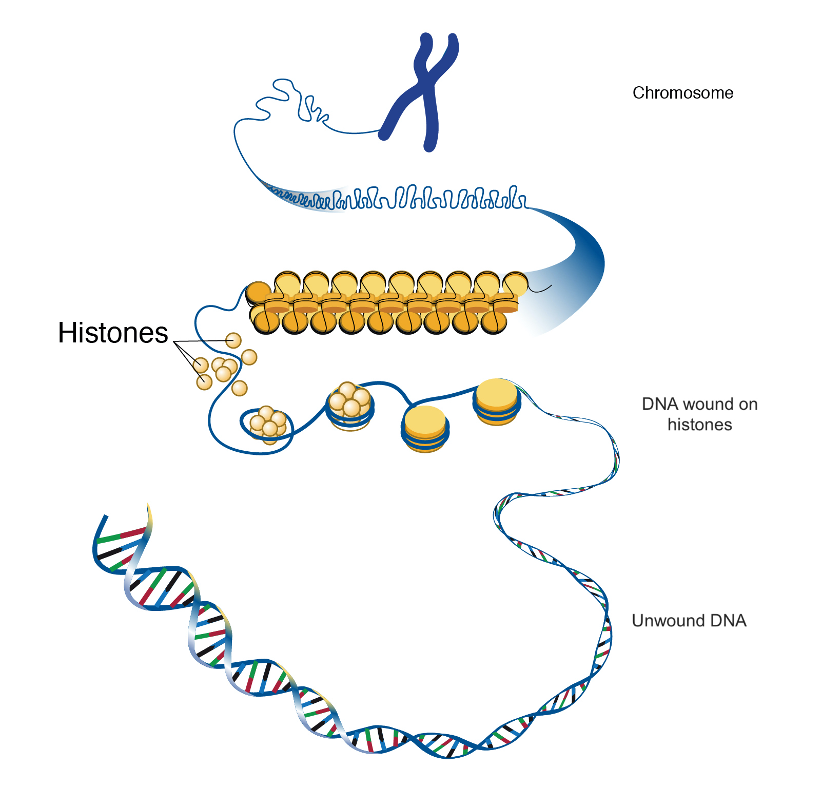Histone Proteins and DNA