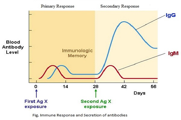Memory Immune Response