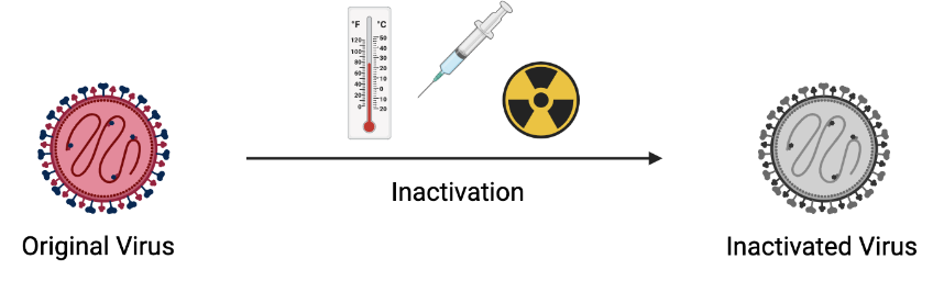 Inactivated Vaccine