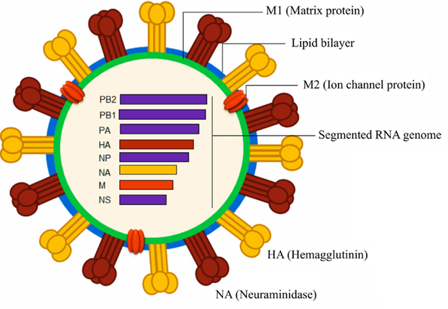 Influenza Structure