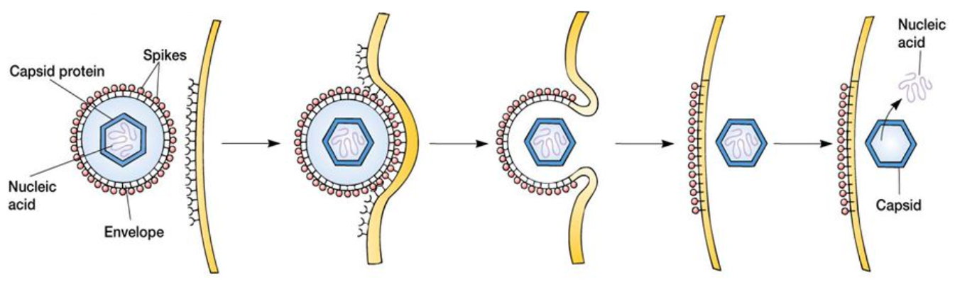 Receptor-Mediated Endocytosis of an Enveloped Virus