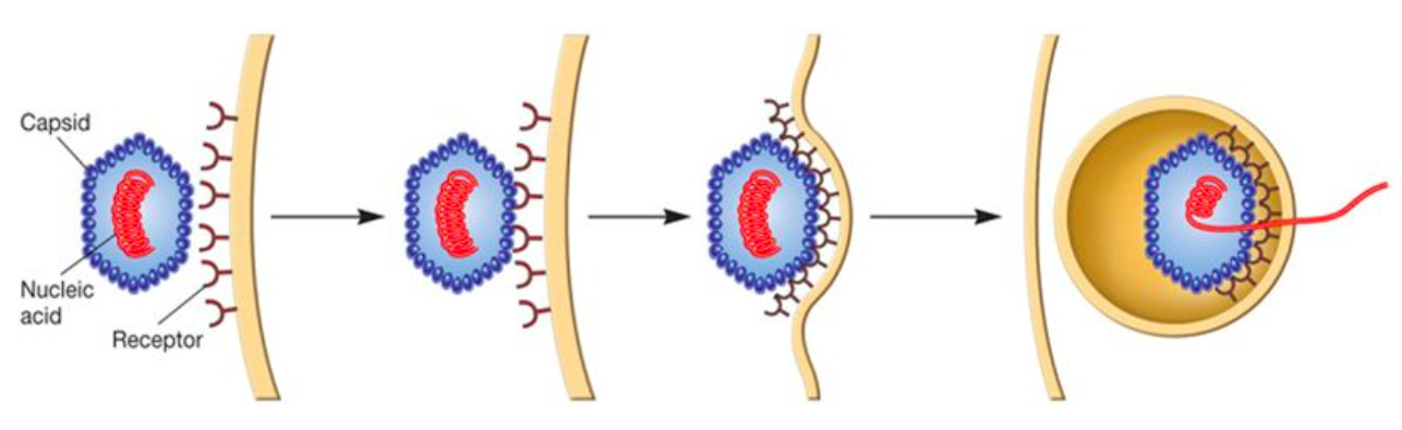 Receptor-Mediated Endocytosis of a Non-Enveloped Virus