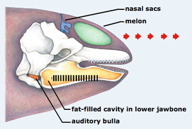 Orca Head Anatomy