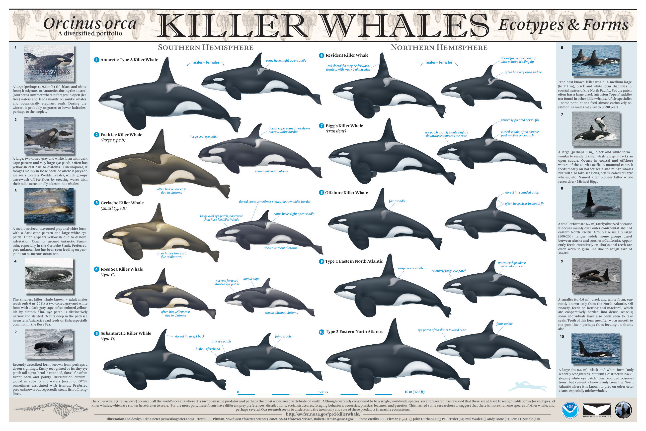Orca Ecotypes