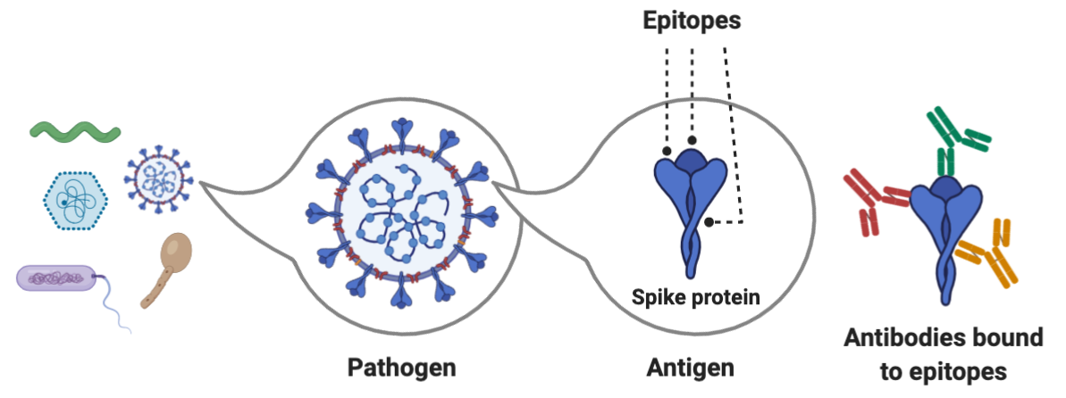 Pathogen, Antigen, Epitope