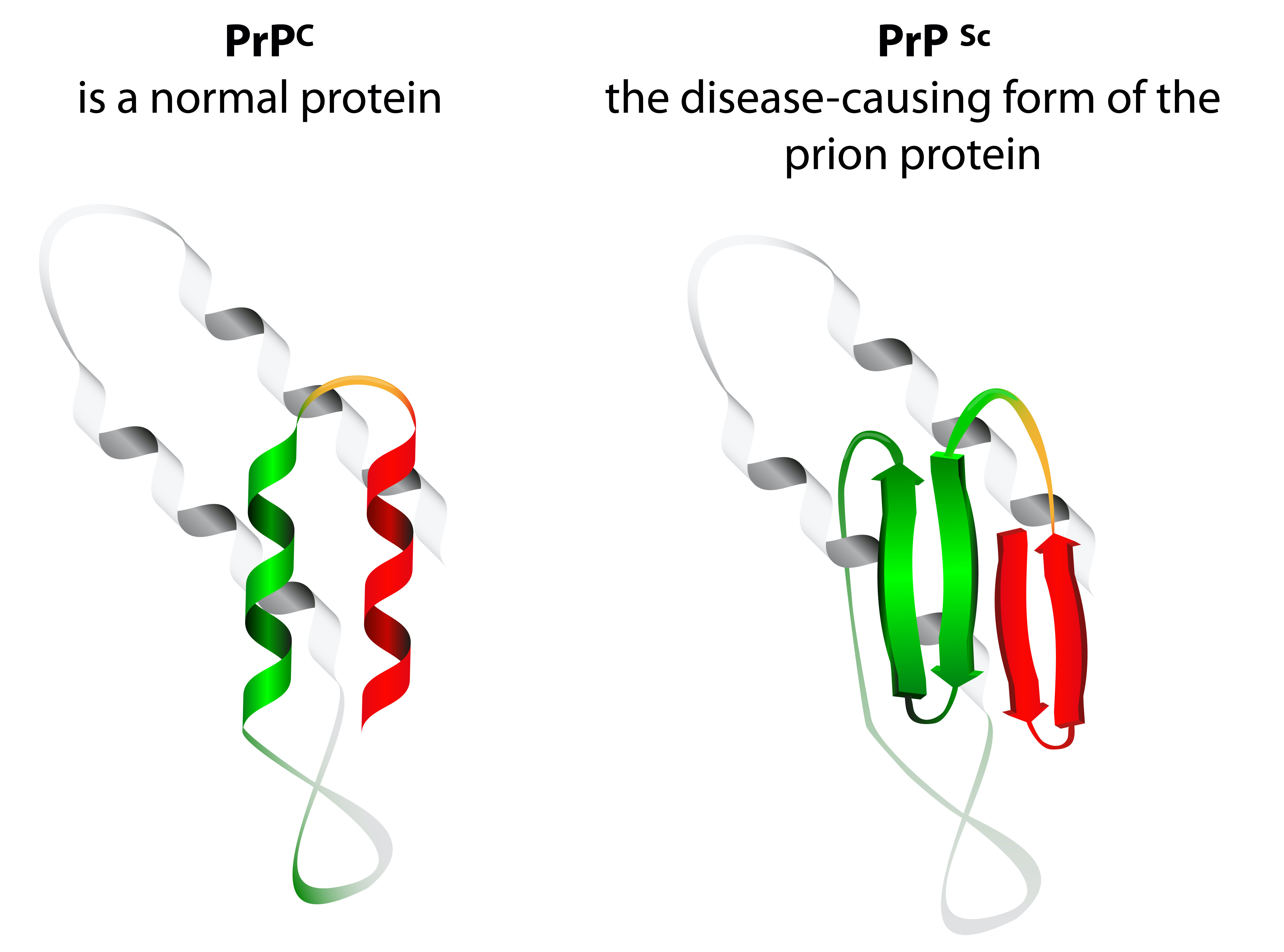 Prnp and Prion Structures