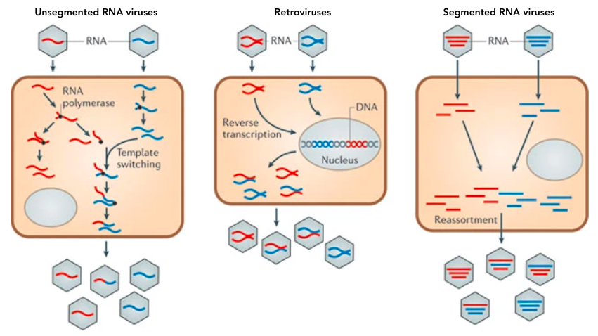 RNA Virus Recombination